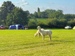 Good morning alpacas