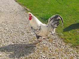Cockerell from farm next door