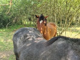 There were friendly hourse that you could pet