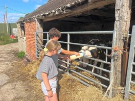 Feeding the calves