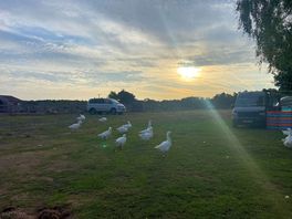 Bloody lovely geese! hide your food!