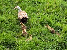 Mother and ducklings