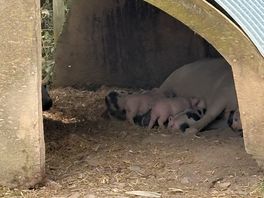 We loved the baby piglets 🫶🏼