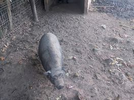 Farm