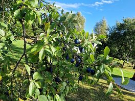Lovely fruit trees