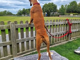Ideal site for dogs