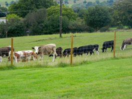 Friendly next door neighbours