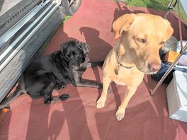 Dogs happy
