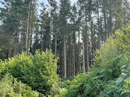 Lots of trees