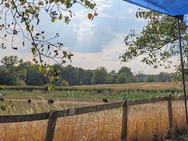 View from tent
