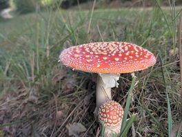 Mushrooms everywhere!