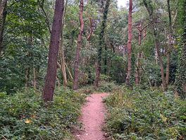 Woodland walk