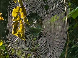 Spiders art