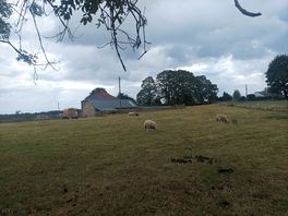 Sheep and ponies