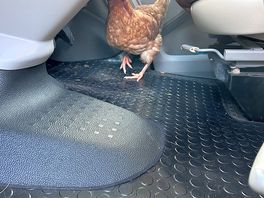 The chickens are very friendly