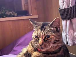 Millie. the one that went for an adventure
