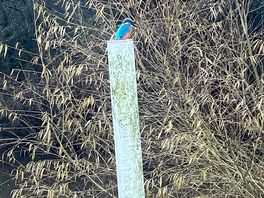 Beautiful kingfisher