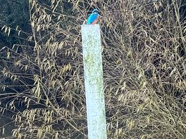 Beautiful kingfisher