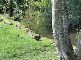 Ducks