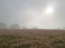 Early morning fog