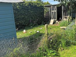 Resident chooks