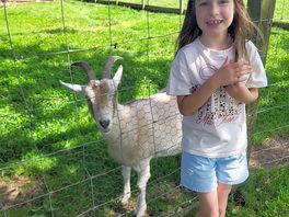 Resident goat ice man, we loved him, very friendly and inquisitive