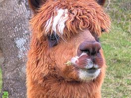 Alpaca my bags for a longer stay next time
