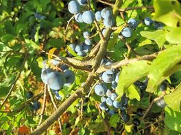 Fruit trees