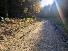 Forest walks