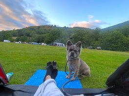 Stitch loved it as well, my view last night.