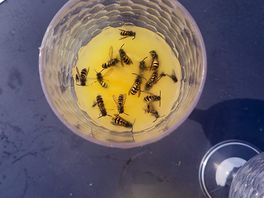 Wasps caught in a morning.
