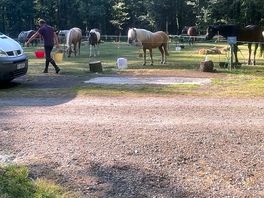 Horses spend the night