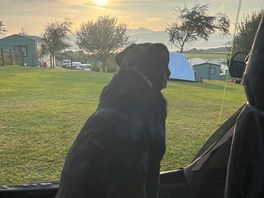 Rebel enjoying the sun rising