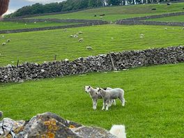 Plenty of livestock surrounding the site