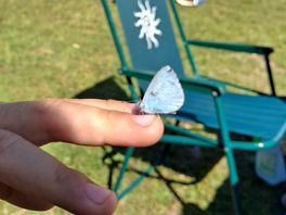 Beautiful butterflies everywhere