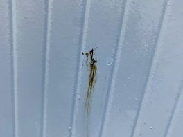 Faeces on cubicle wall