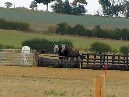 Horses