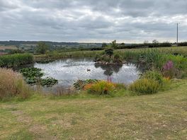 Duck pond