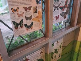 Local wildlife