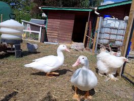 Campsite ducks
