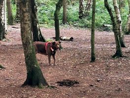 Excellent dog walks or cycling through the woods opposite site.