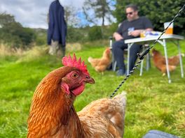 Chicken mafia