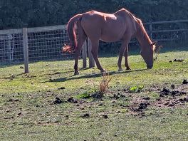 Horse in the field right next to us