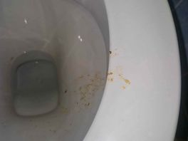 Female toilets