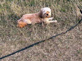 My dog enjoying the peace .