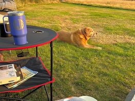 Our dog loving van life at bochym pasture