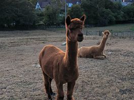 Alpacas