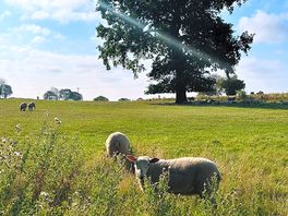 Made friends with the sheep