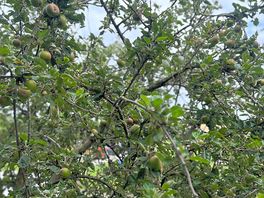 Beautiful apple trees