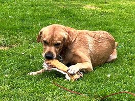 Cooper enjoying a chew from the onsite animal feed shop.